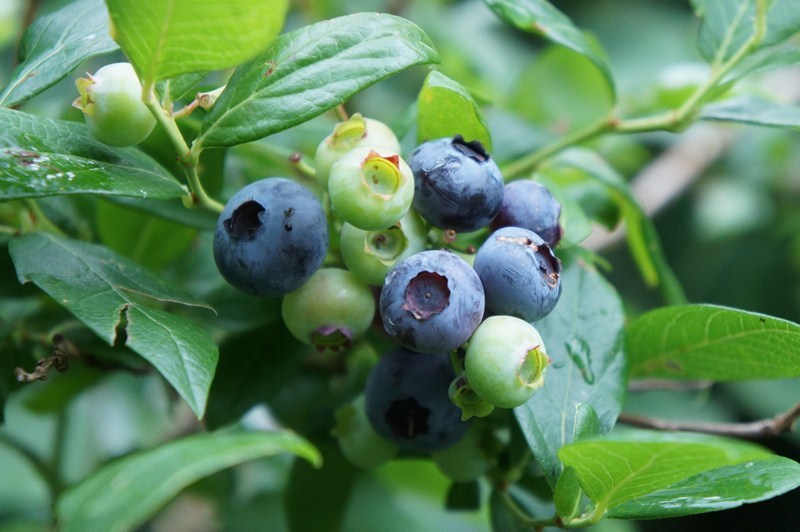 blaue Früchte der riesengroßen Gartenheidelbeere