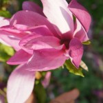 Magnolia liliflora - lilienblütige Magnolie