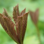 Schaublatt, Rodgerisa