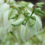 Yucca filamentosa - Palmlilie, Blütenrispe