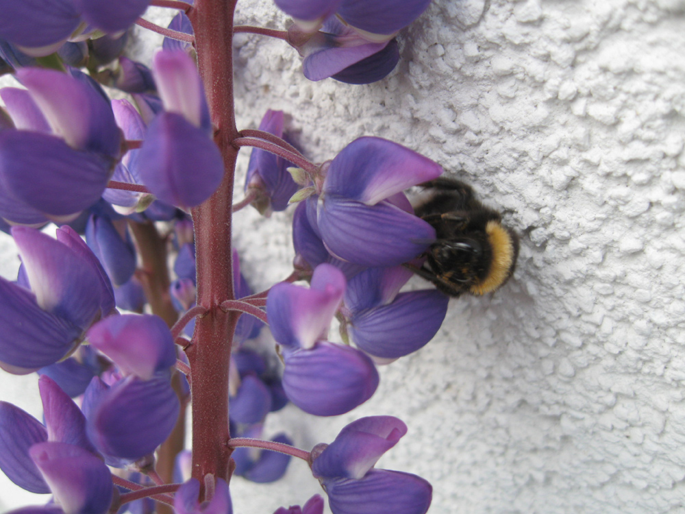 Hummel auf Nektarsuche