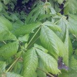 Aesculus hippocastanum, Roßkastanie, junge Blätter