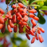 Berberis vulgaris - heimische Berberitze, reich fruchtend