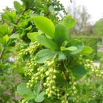 Berberis vulgaris - gemeine Berberitze