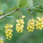 Berberis vulgaris, gemeine Berberitze, Blütendetails: gelbe Trauben