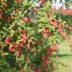 Berberis vulgaris - heimische Berberitze, rote Früchte