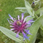 Centaurea montana, Bergflockenblume, Blüten und Laub