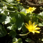 Ficaria verna (Syn Ranunculus ficaria L) - (Frühlings-) Scharbockskraut, Feigwurz,