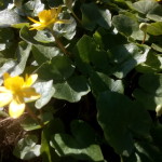 Ficaria verna (Syn Ranunculus ficaria L.) - Scharbockskraut, Feigwurz, Frühlingsscharbockskraut