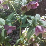 Helleborus niger, Schneerose, Christrose, Sorte mit lila Blüten