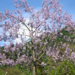 Paulownia tomentosa - Blauglockenbaum, Paulownie in voller Blüte