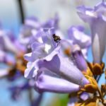 Paulownia tomentosa, Glockenförmig Blüte in hellviolett