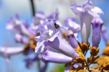 Paulownia tomentosa, Glockenförmig Blüte in hellviolett