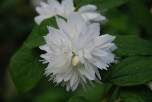 Philadelphus Bouquet Blanc - gefüllter Pfeifenstrauch Blütendetail