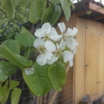 Pyrus communis, Birne während der Blüte