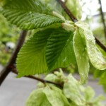 Ulmus glabra Pendula, Hängeulme Blätter
