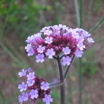 Blütendetail Verbena bonariensis - Eisenkraut