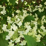 Blüte von Viburnum plicatum - japanischer Schneeball, Etagenschneeball