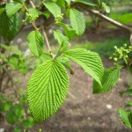 Viburnum plicatum - japanischer Schneeball, Etagenschneeball, Detail Blatt