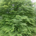 Fagus sylvatica Asplenifolia - farnblättige Rotbuche