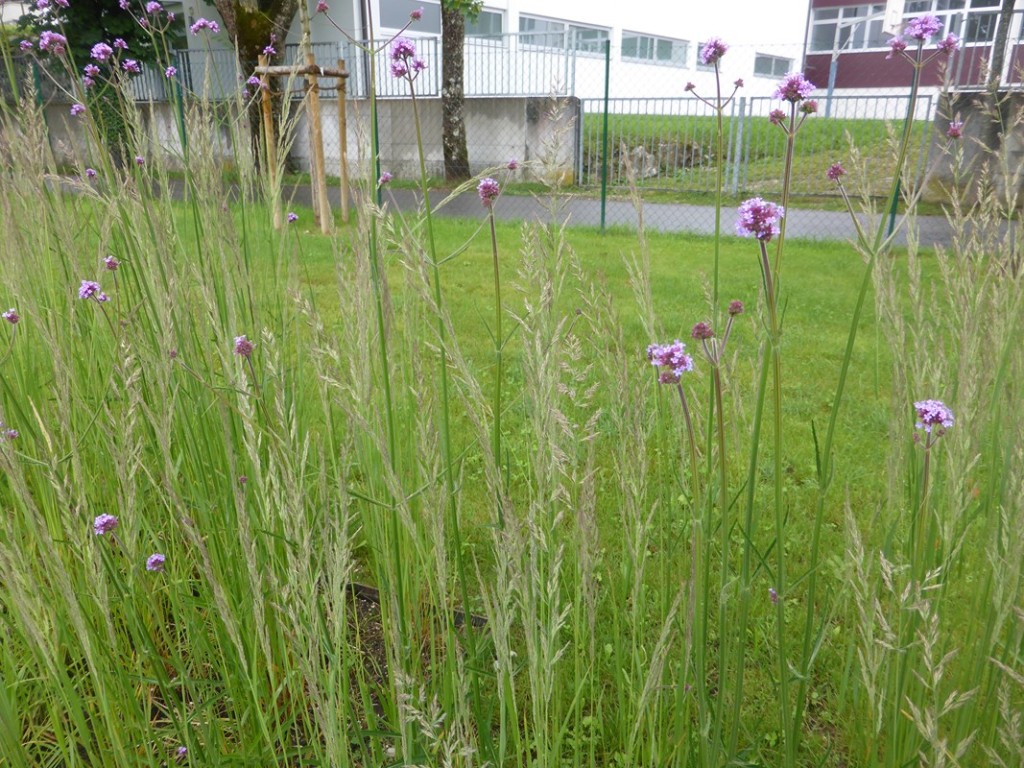 Reitgras Karl Förster in toller Kombi mit Verbena bonariensis, Eisenkraut