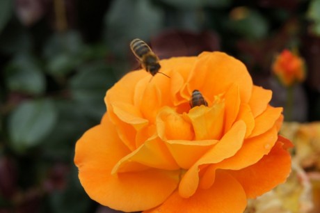 Rosenblüte mit Bienenbesuch