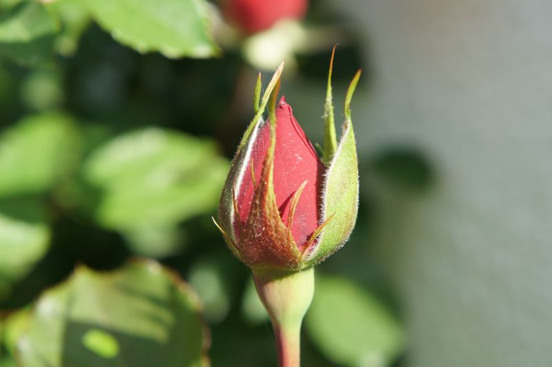 rote Rosenknospe
