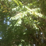 Ailanthus altissima, Götterbaum