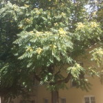 Wuchs, Habitus Ailanthus altissima, Götterbaum