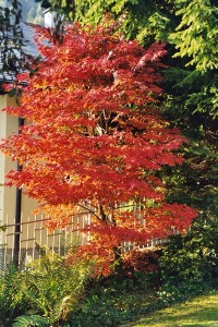 rotorange Herbstfärbung an Ahorn