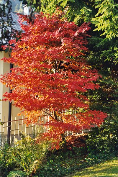 rotorange Herbstfärbung an Ahorn