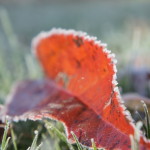 Herbstlaub