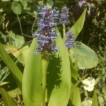 Blüte und Blatt von Pontederia cordata, Hechtkraut