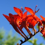 geöffnete Blüten der Montbretie, Crocosima masonorum
