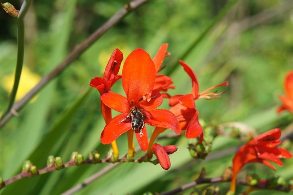 Biene in Blüte der Gartenmontbretie, Crocosima masonorum