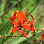 Biene in Blüte der Gartenmontbretie, Crocosima masonorum