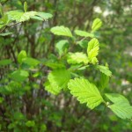 Holodiscus discolor - Schaumspiere, Detail Blatt