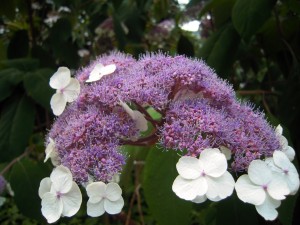 Hydrangea aspera Sargentiana - Samthortensie, Schirmhortensie