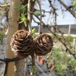 Laric kaempferi Pendula - Hängelärche, Detail Zapfen