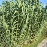 Arundo donax - Pfahlrohr, Sichtschutz, Heckenpflanzung