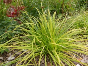 Carex montana - Bergsegge