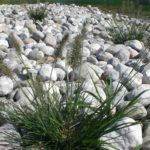 Lampenputzergras Pennisetum im Gräserbeet