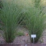 Miscanthus sinensis Gracillimus - Chinaschilf Gracillimus