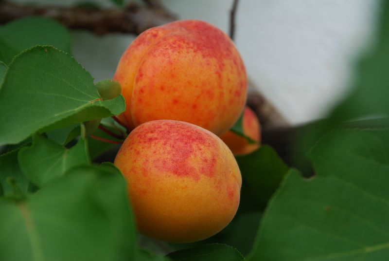 Vollreife Marillen vom eigenen Baum