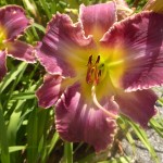 Hemerocallis x cultorum - einfache Blüte in zwei Farben