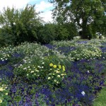 Salvien, Lampenputzergras, Zinnien, blaue Lobelien,