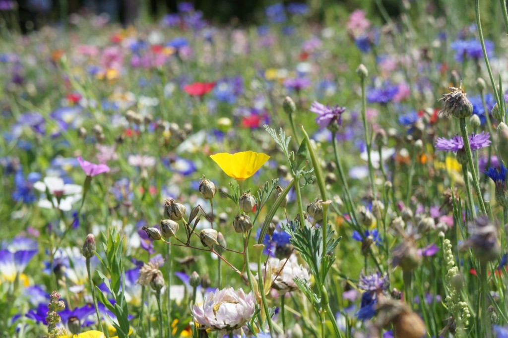 Blumenwiese aus überwiegend einjährigen Arten