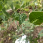 Baptisia australis - Indigolupinie, Detail Blatt