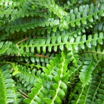 Blechnum penna-marina - Rippenfarn, Milzfarn, Feuerland-Rippenfarn