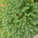 Euphorbia cyparissias - Zypressen-Wolfsmilch